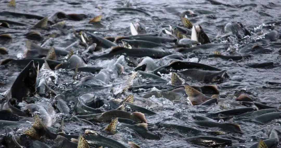 Kiedy można łowić łososia w Bałtyku: sezon i limit połowów 2025/25