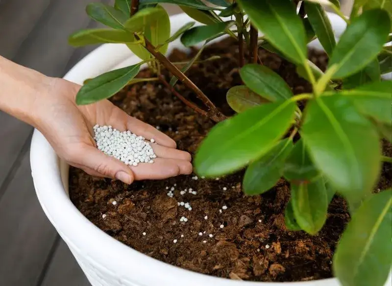 Jak zrobić skuteczny domowy nawóz do rododendronów: 5 przepisów