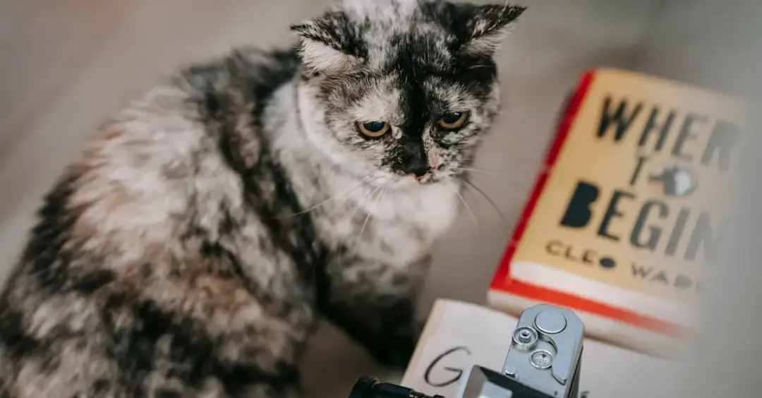 Jaką książkę o zwierzętach wybrać dla 2-latka? Oto aż 5 hitów