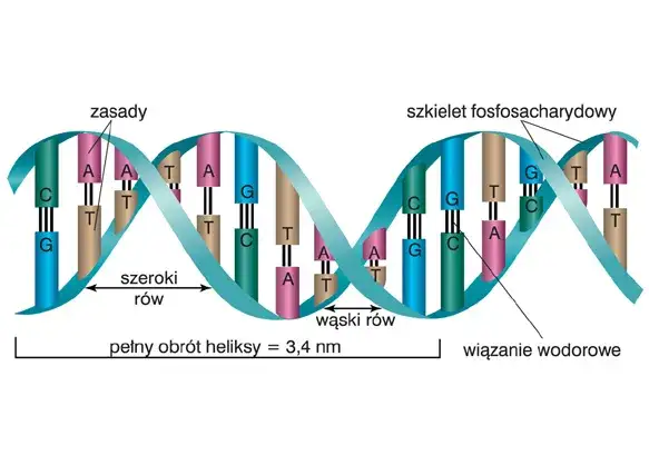 Jak zrobić DNA na biologię – prosty poradnik krok po kroku dla uczniów