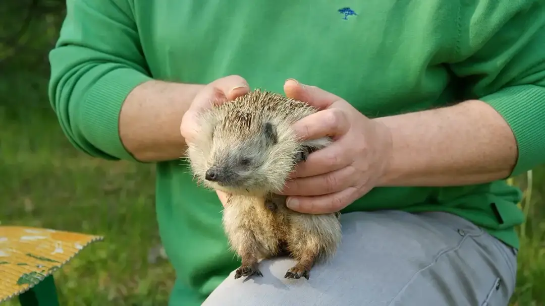 Jak humanitarnie pozbyć się jeża z ogrodu – skuteczne metody działania