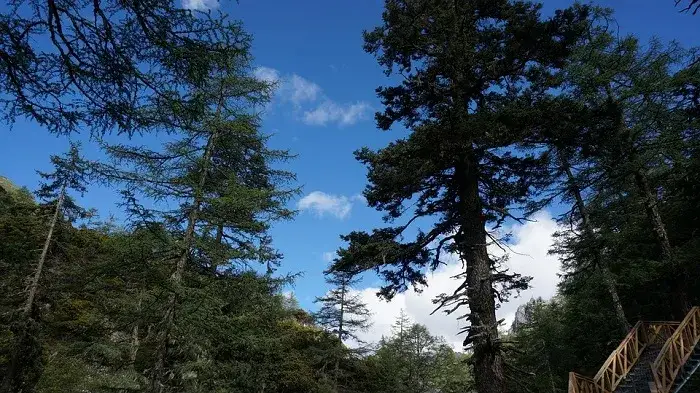 Wiersze o lesie: odkryj emocje i tajemnice leśnej poezji