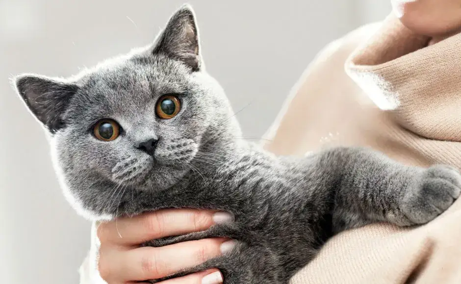 Jak oduczyć kota znaczenia terenu i uniknąć stresu zwierzaka