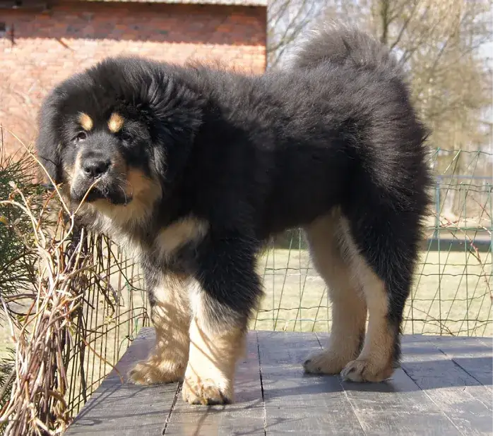 Najlepsze hodowle mastifa tybetańskiego: lista sprawdzonych hodowców