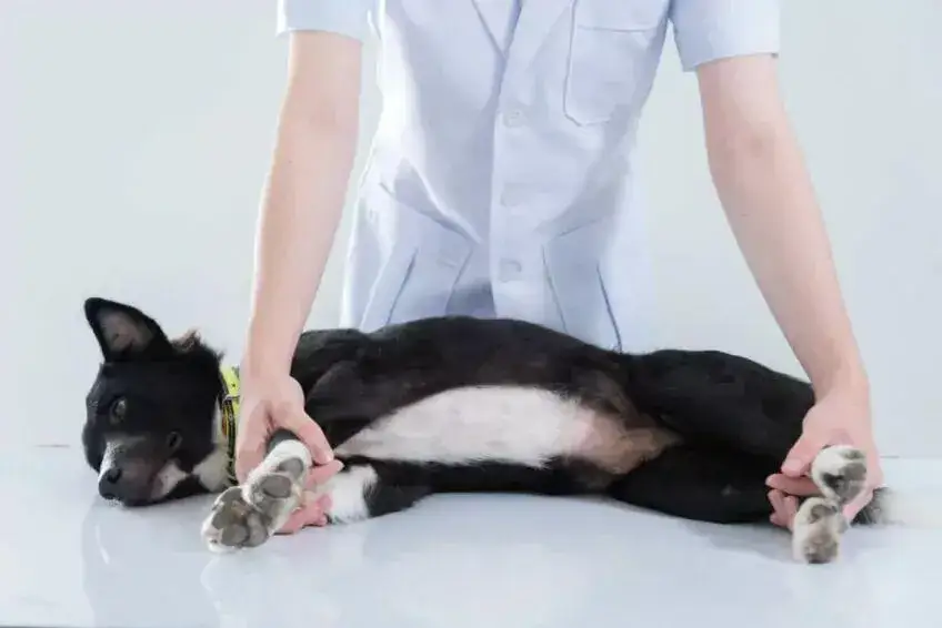 Jak trzymać psa u weterynarza, aby uniknąć stresu i niepokoju