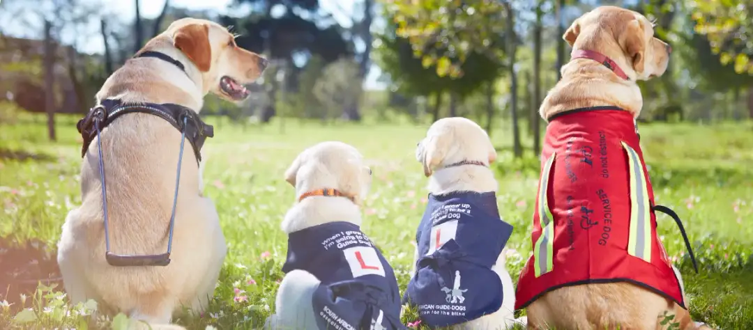 Czego podczas treningu uczą się psy przewodnicy niewidomych, aby naprawdę pomóc?