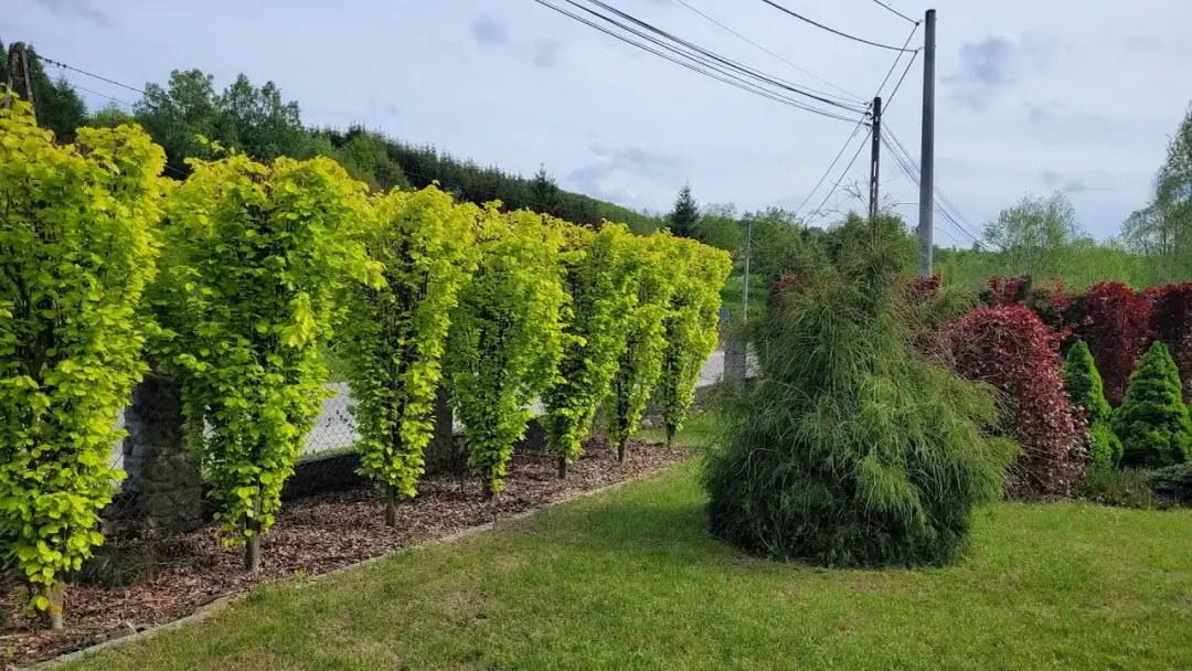 Co posadzić na żywopłot: najlepsze rośliny i błędy, których unikać