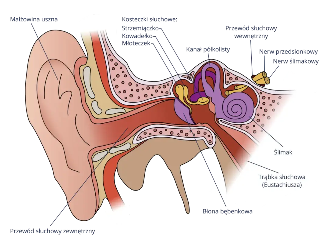 Jak słyszymy: Fascynujący proces odbierania dźwięków przez ucho