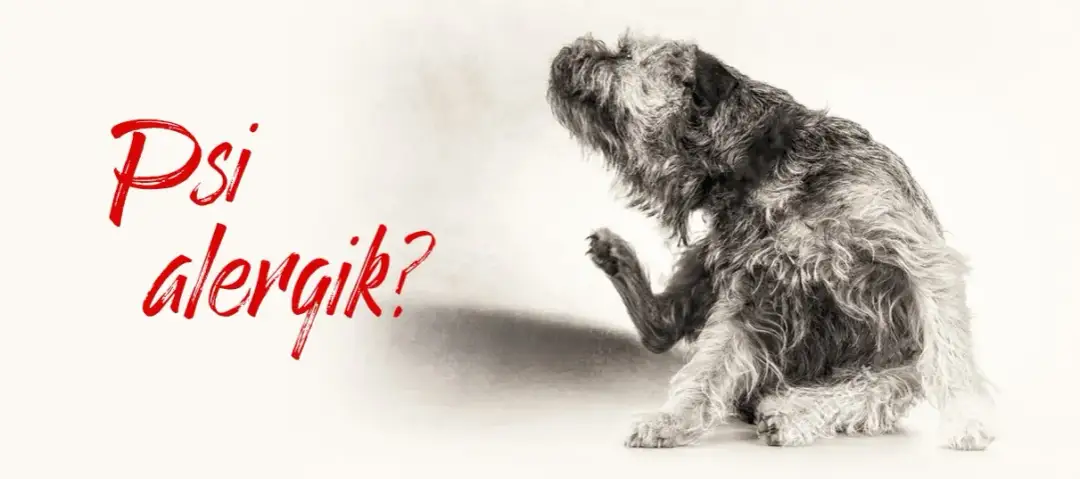 Czy kaczka uczula psy? Objawy alergii, które musisz znać