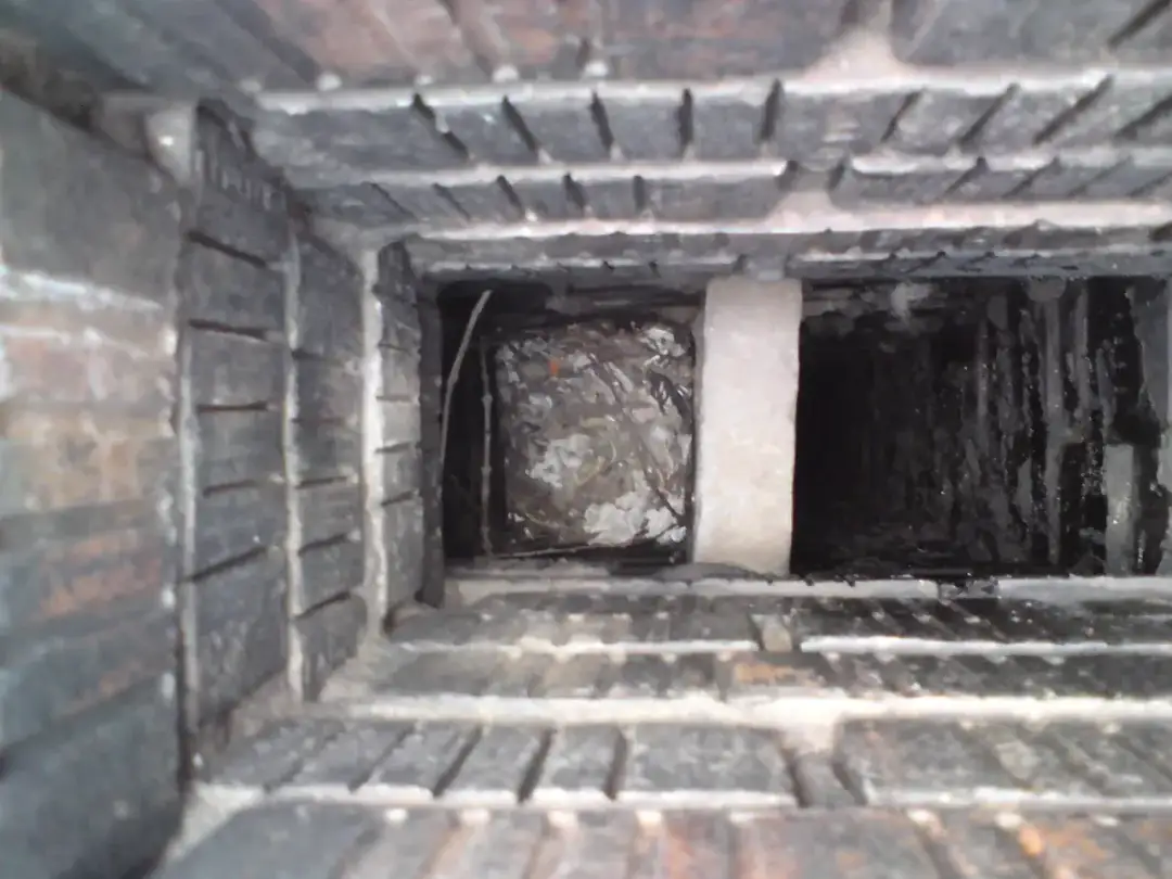 Jak usunąć gniazdo kawek z komina legalnie i bezpiecznie – krok po kroku