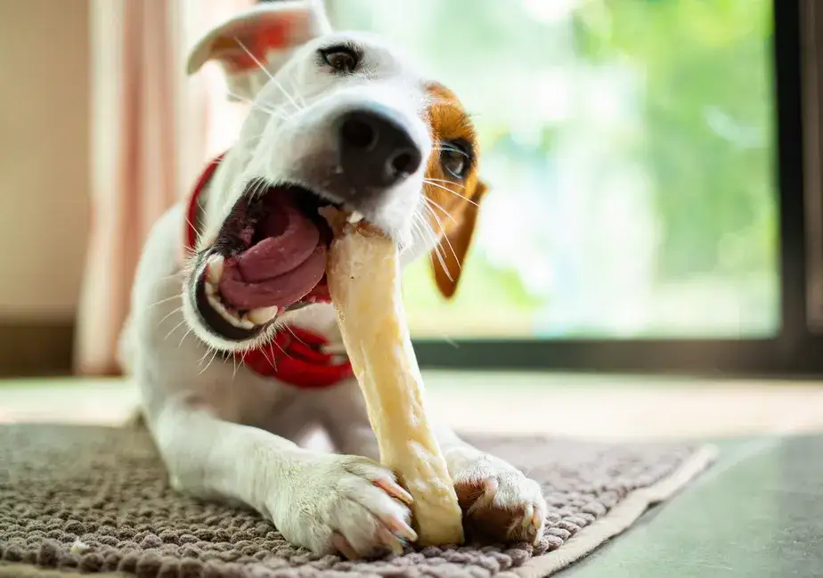 Ser himalajski dla psa co to jest i jakie ma korzyści zdrowotne