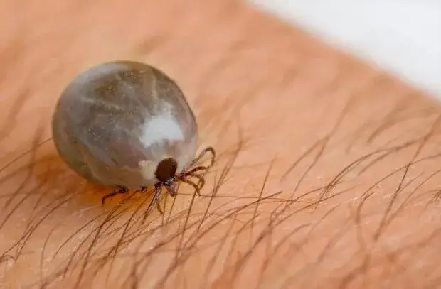 Ile kleszcz może być w ciele? Ryzyko i konsekwencje dla zdrowia