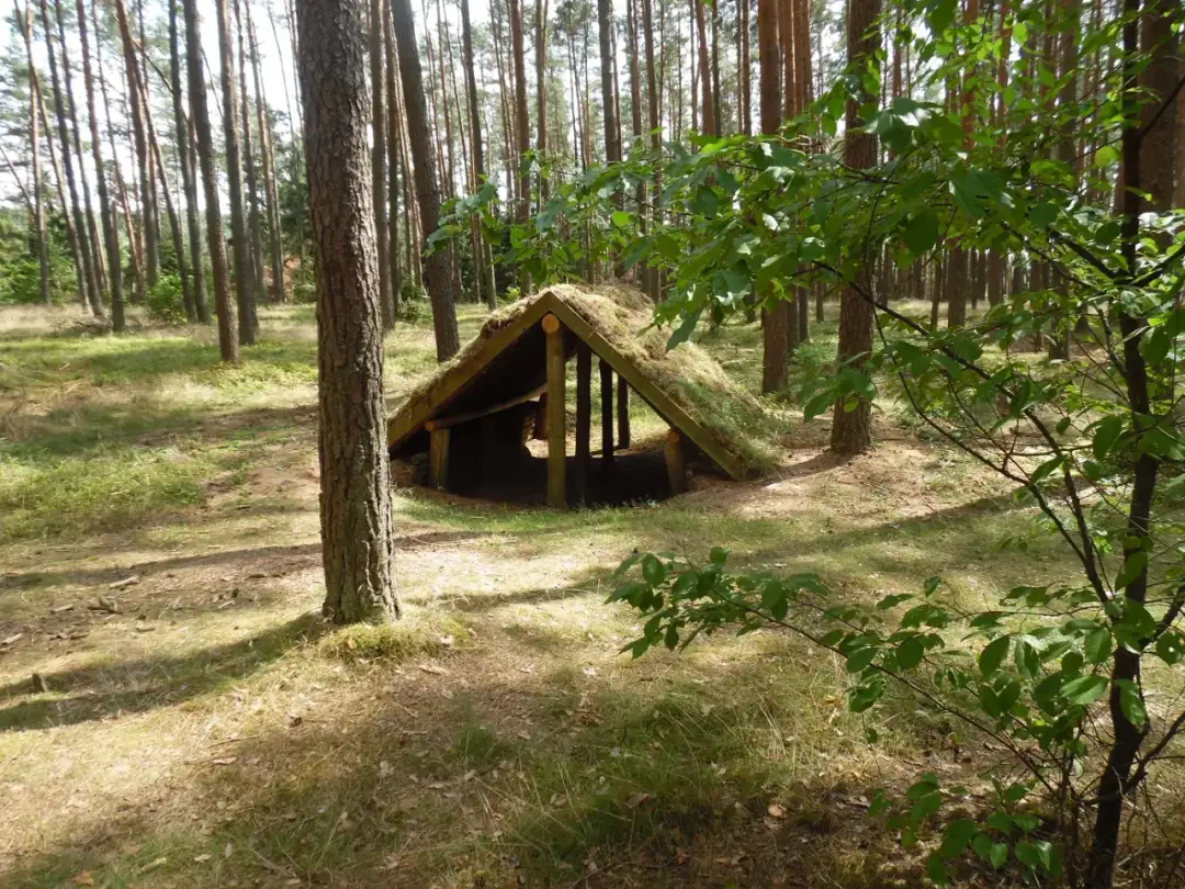 Bory Tucholskie z dzieckiem: 10 niezapomnianych atrakcji rodzinnych