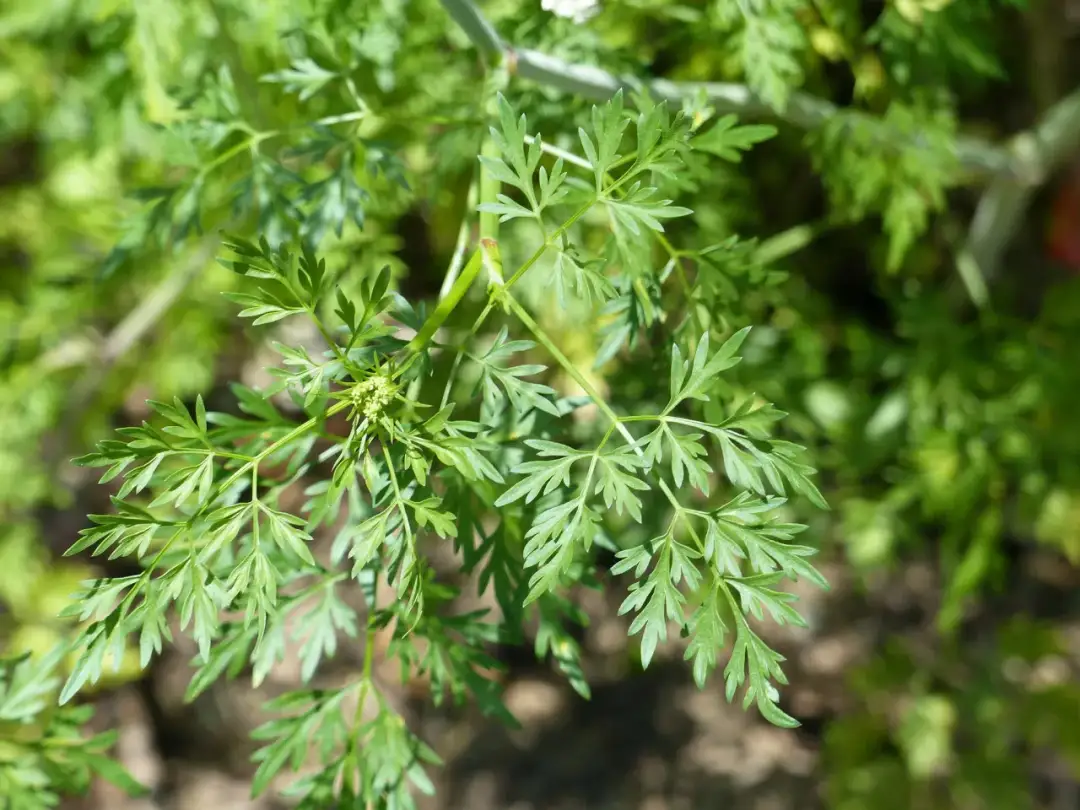 Trujące chwasty: jak je rozpoznać i unikać niebezpieczeństw