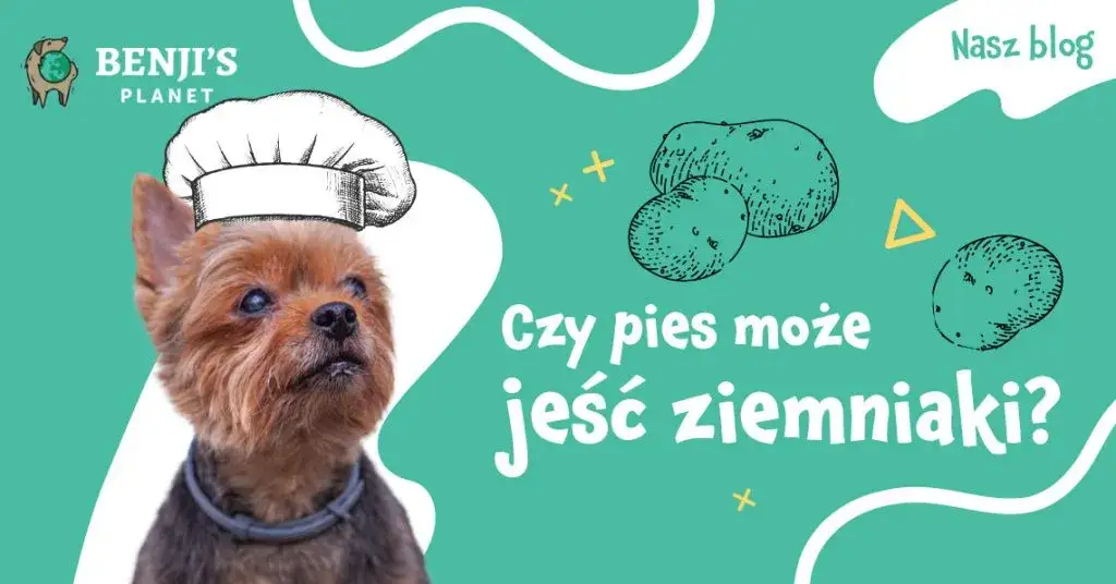 Czy pies może jeść ziemniaki - poznaj zasady bezpiecznego karmienia