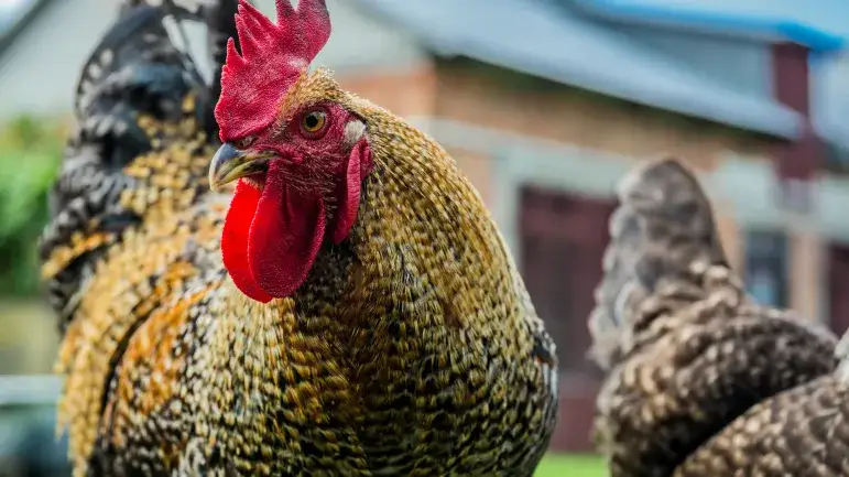 Agroturystyka jakie podatki: uniknij nieprzyjemnych niespodzianek podatkowych