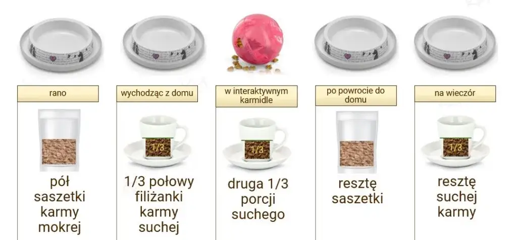 Prawidłowe dawkowanie suchej karmy dla kota - poznaj najlepsze zasady karmienia