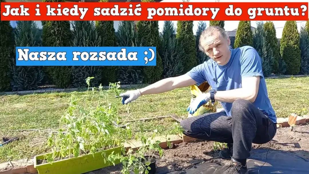 Kiedy sadzić pomidory koktajlowe do gruntu? Poradnik ogrodnika