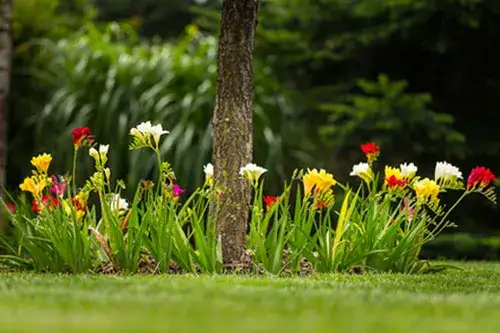 Czy frezje zimują w gruncie? Oto, co musisz wiedzieć, aby je uratować