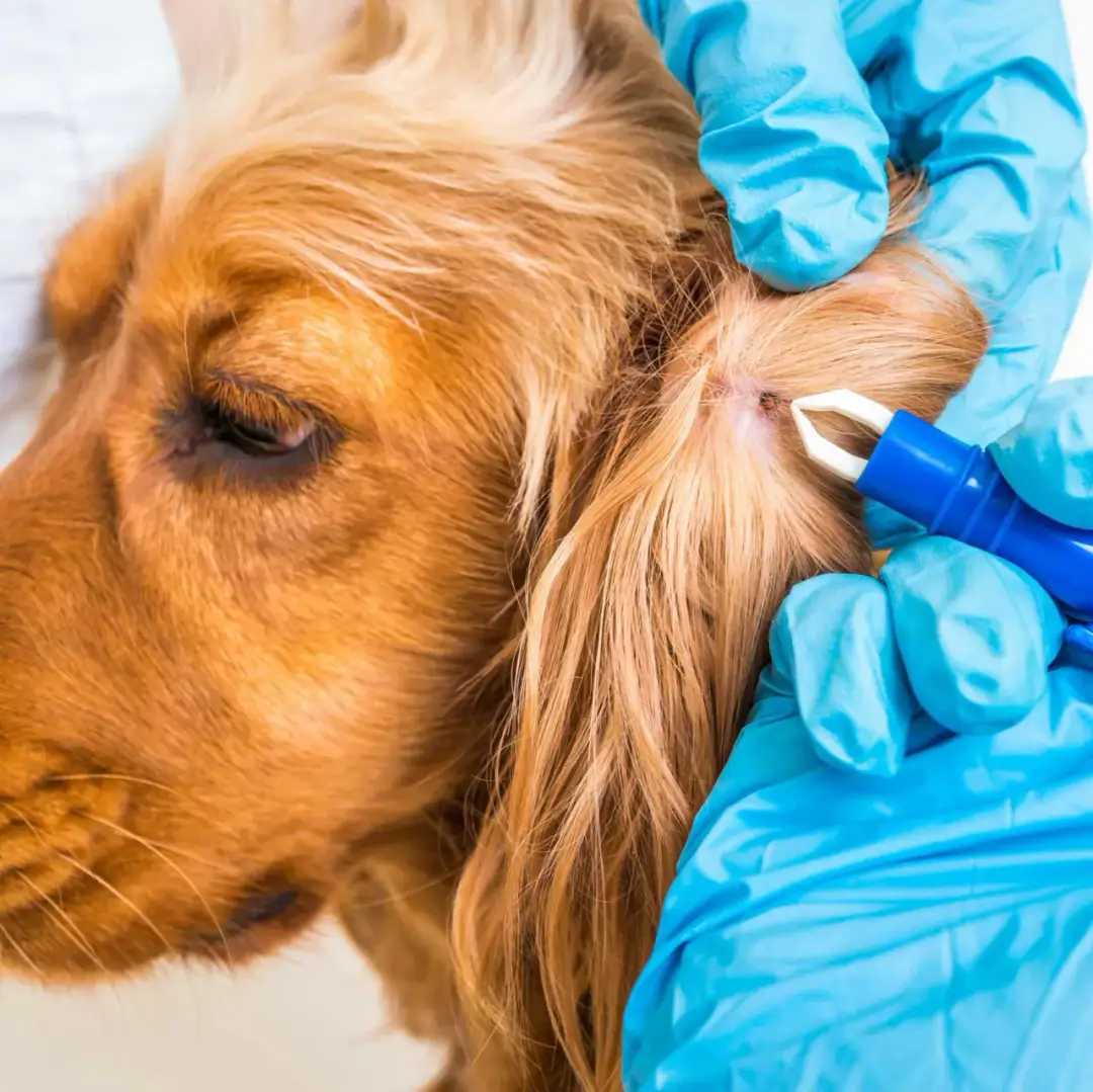 Czy kleszcz u psa jest niebezpieczny? Poznaj groźne choroby i objawy