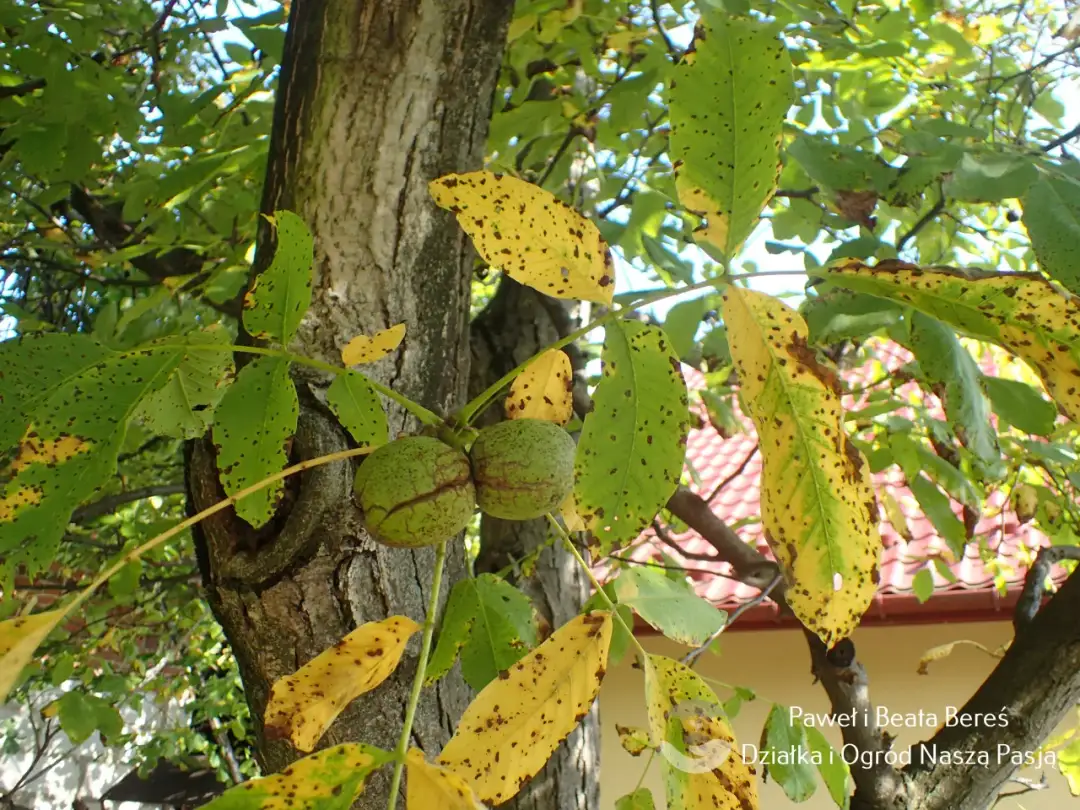 Jak prawidłowo kompostować liście z orzecha włoskiego - kompletny poradnik