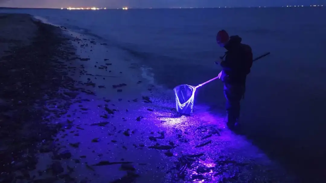 Największe złoża bursztynu nad Bałtykiem: 8 najlepszych lokalizacji