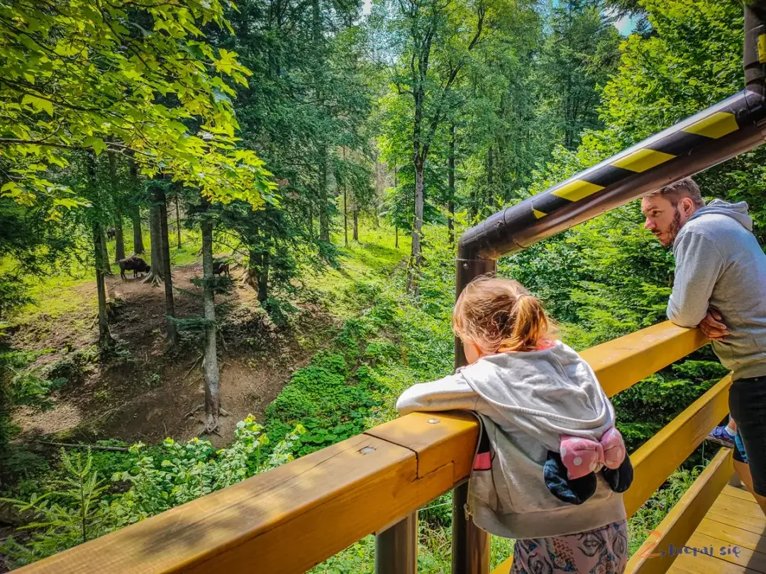 Podkarpacie z dziećmi: 10 niezapomnianych atrakcji rodzinnych