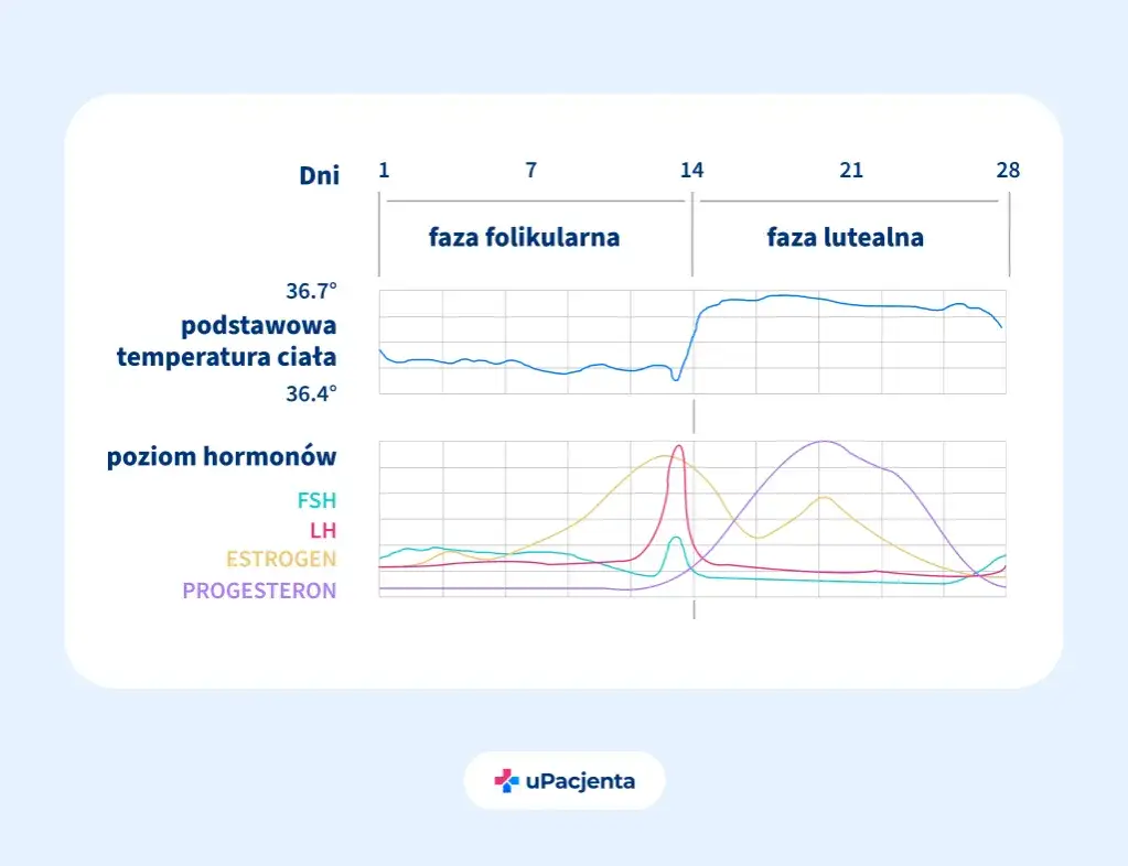 Podwyższony poziom progesteronu: co oznacza i kiedy się niepokoić
