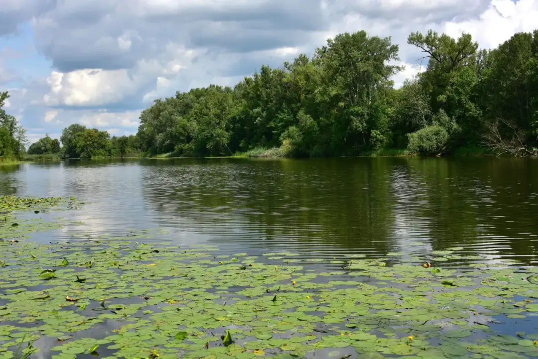 Jezioro Wilanowskie - malownicze miejsce relaksu i aktywnego wypoczynku