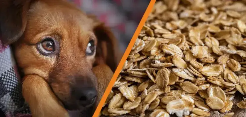 Czy pies może jeść płatki owsiane? Odkryj korzyści i zagrożenia
