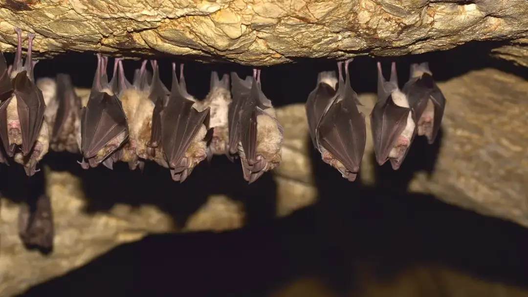 Jak nietoperze przetrwają zimę? Hibernacja, miejsca zimowania i zagrożenia
