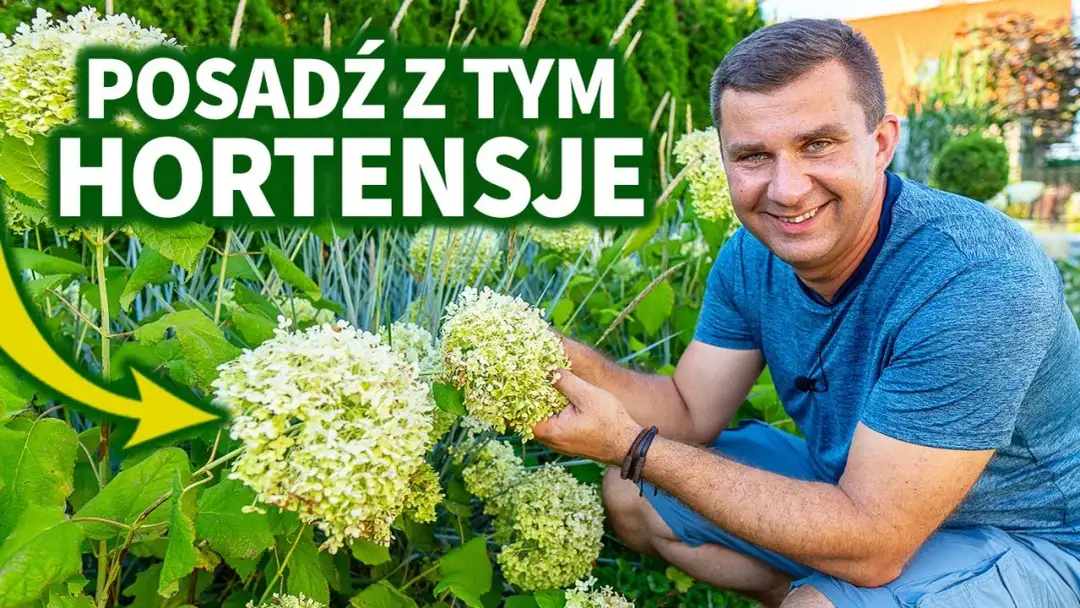 Co posadzić obok hortensji, by stworzyć piękne kompozycje?