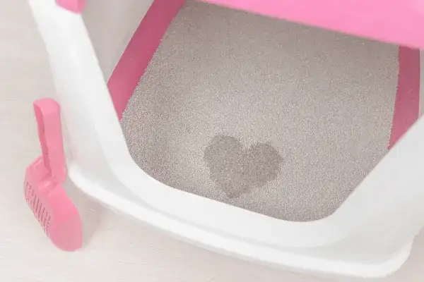 Co ile wymieniać żwirek w kuwecie, aby uniknąć nieprzyjemnych zapachów