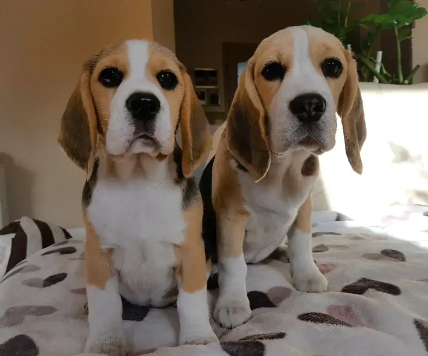 Beagle hodowla z rodowodem - najważniejsze zasady wyboru psa rasowego