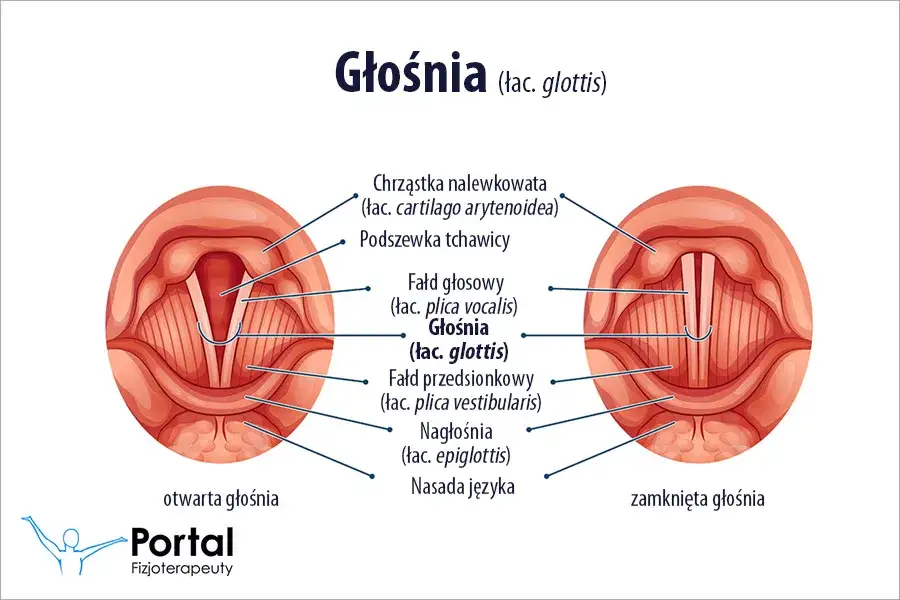Budowa i wygląd strun głosowych w ludzkiej krtani - poradnik anatomiczny