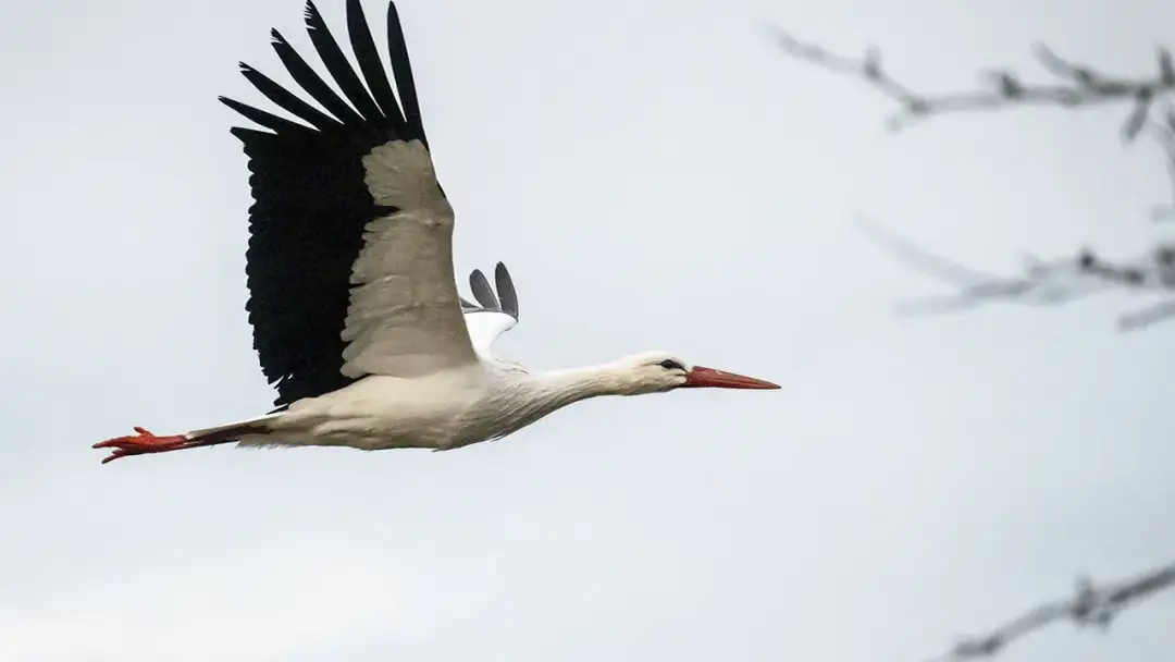 Jak długo bocian leci do Afryki? Zaskakujące fakty o migracji Jak długo bocian leci do Afryki? Zaskakujące fakty o migracji