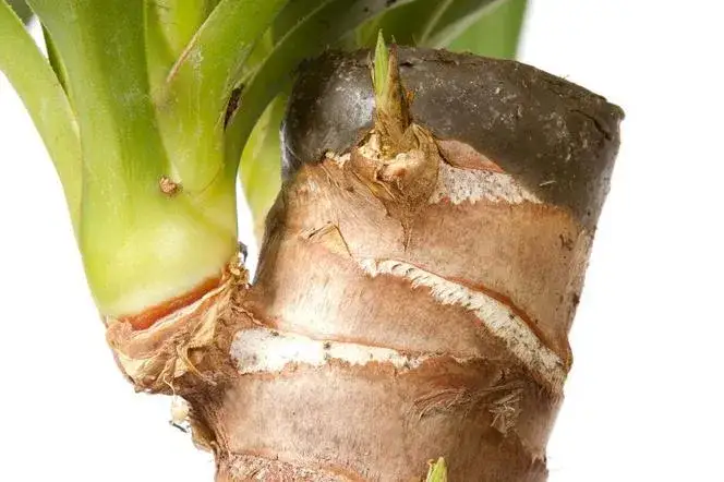 Jak rozsadzić jukę ogrodową i cieszyć się jej pięknem przez lata