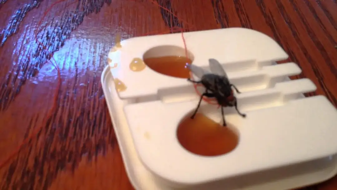 Naukowe metody jak wytresować muchę: fakty z badań eksperymentalnych