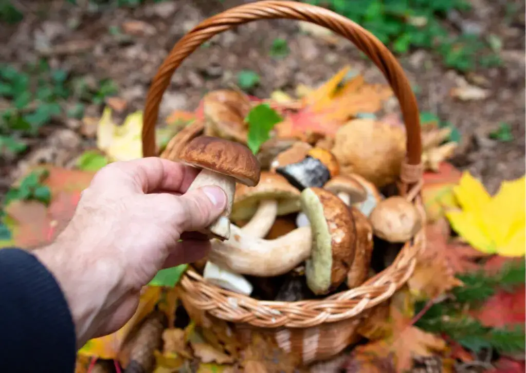 Czy zbieranie grzybów w rezerwacie przyrody jest legalne? Przepisy i kary