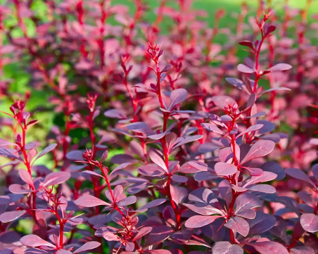 Berberys na żywopłot: jak szybko rośnie i co zrobić, by przyspieszyć wzrost