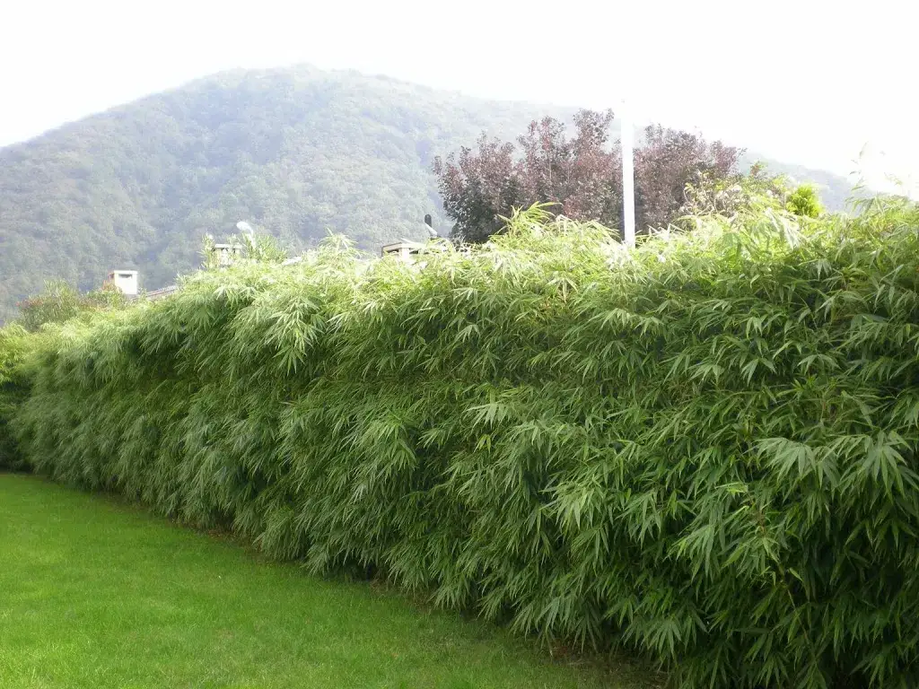 Najlepszy bambus na żywopłot – jak wybrać i uniknąć błędów w uprawie