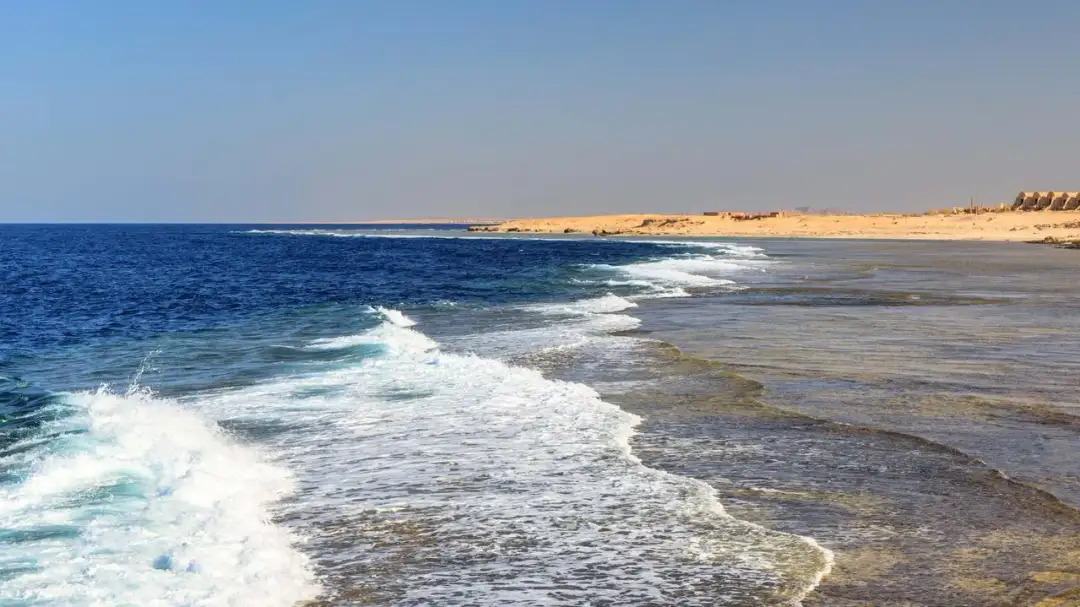 Czy w Morzu Czerwonym są rekiny? Fakty, które musisz znać