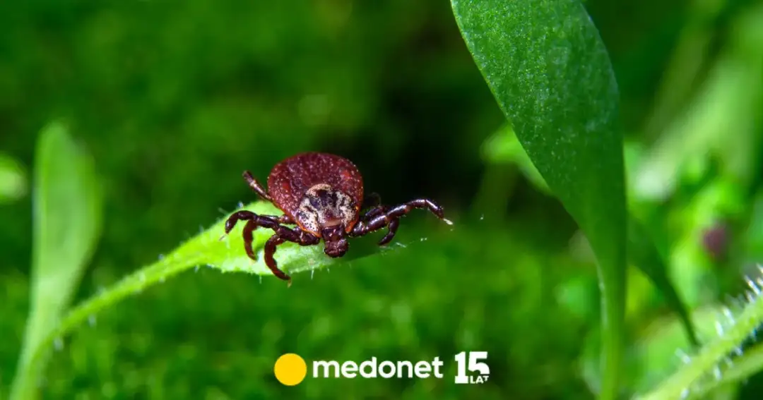 Czy kleszcze skaczą? Prawda o ich zachowaniu i jak się chronić