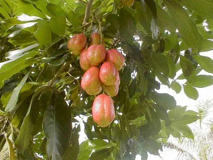 Jakie owoce rosną w Afryce? Poznaj egzotyczne smaki i ich niezwykłe właściwości