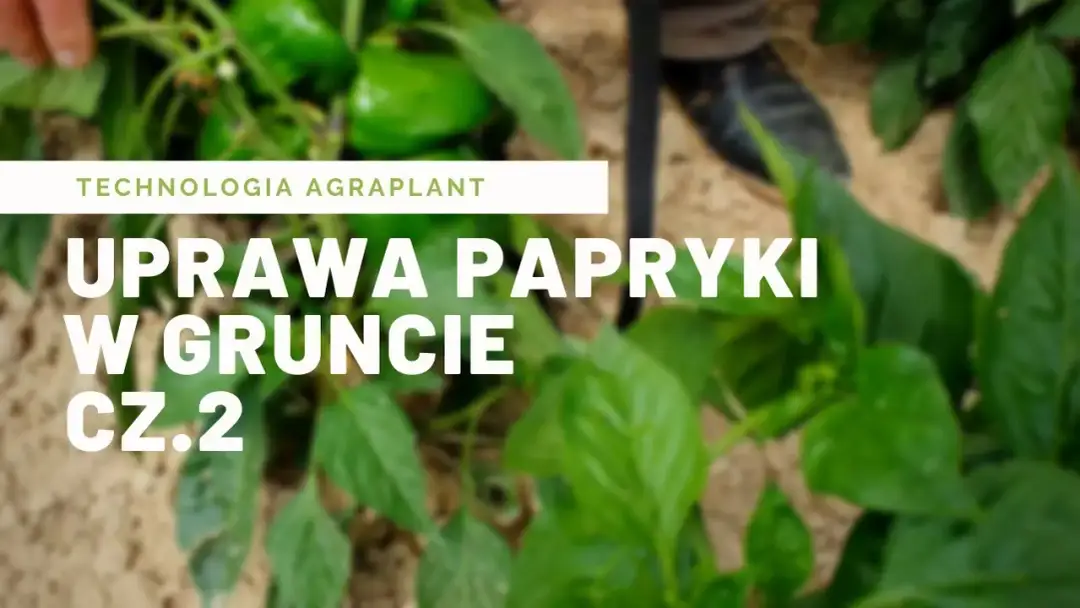 Jak uprawiać paprykę w gruncie - unikaj najczęstszych błędów