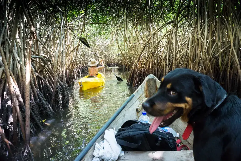 Porady dla właścicieli zwierząt podróżujących do Brazylii: przepisy i zagrożenia