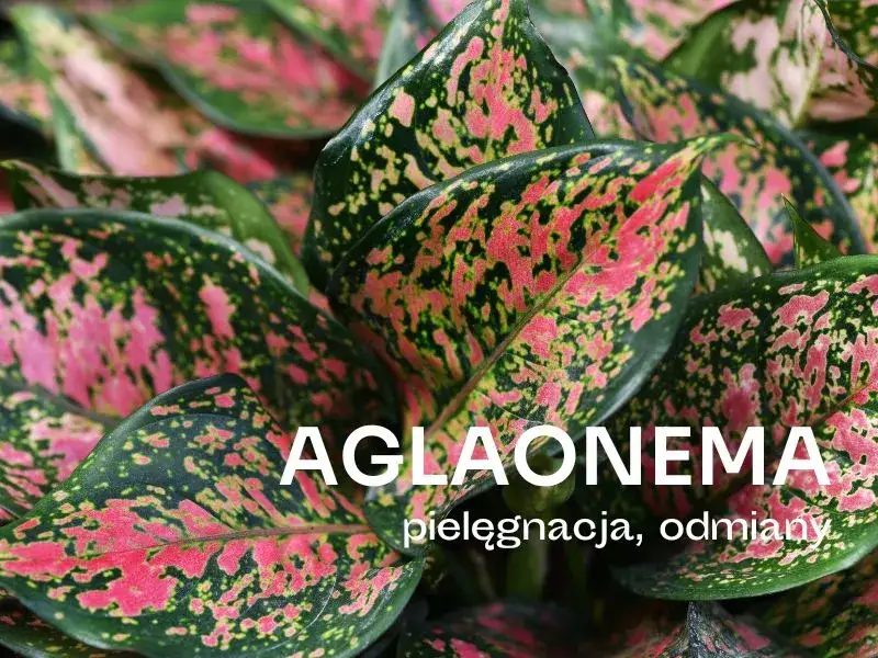 Czy aglaonema kwitnie w domu? Rzadkie kwiaty i ich pielęgnacja