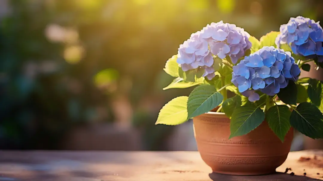 Hortensja Niebieska w Doniczce - Najlepsze Kwiaty Domowe