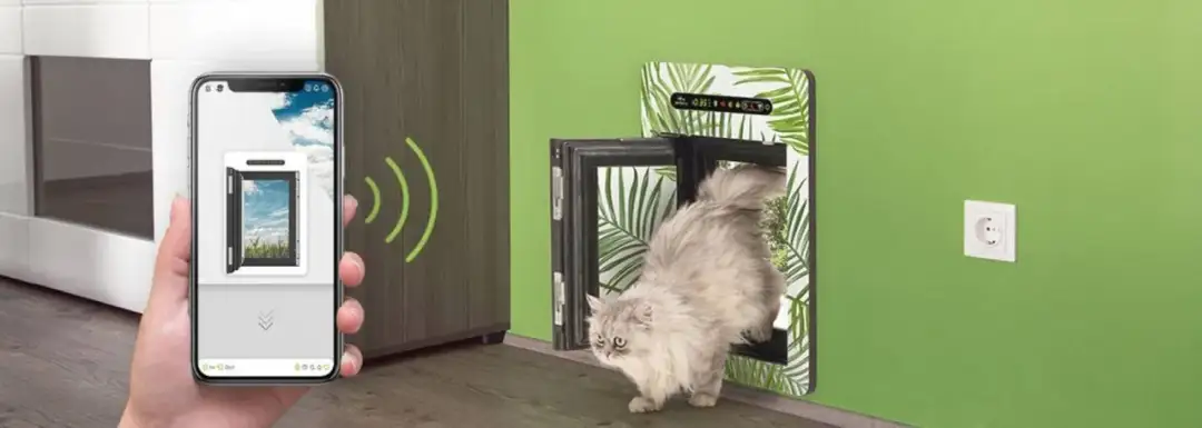 Drzwi dla kota w ścianie: jak wybrać i zamontować idealne przejście