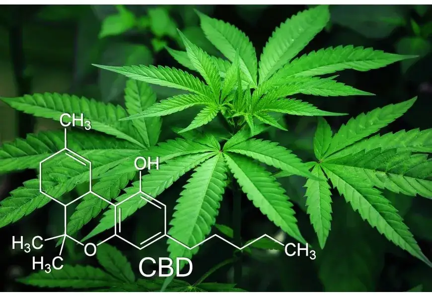 Susz konopny CBD na co pomaga? Odkryj jego zdrowotne właściwości